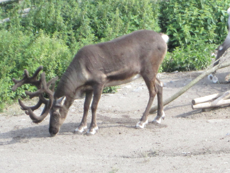 Reindeer leather
